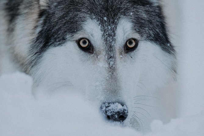Meet Taivas & the Arctic Wolves - Private Tour - Reviews and Feedback