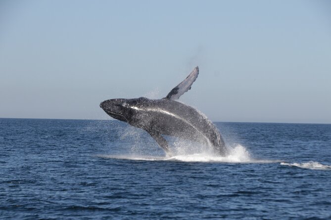 Mega Yacht Whale Watching ALL-Inclusive Daytime Adventure. - Meeting Point and Logistics