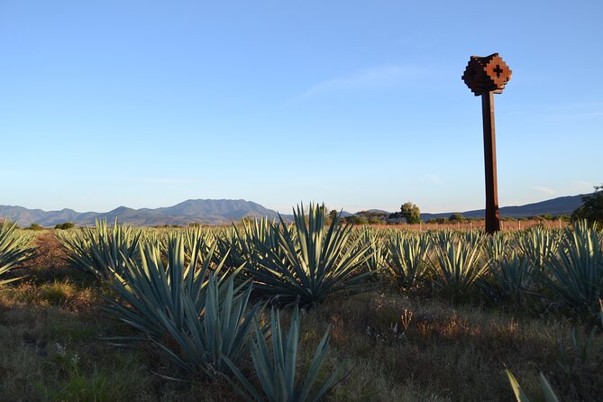 Mezcal, Tequila & Bajamed Foodie Tasting Tour - Reviews and Experiences