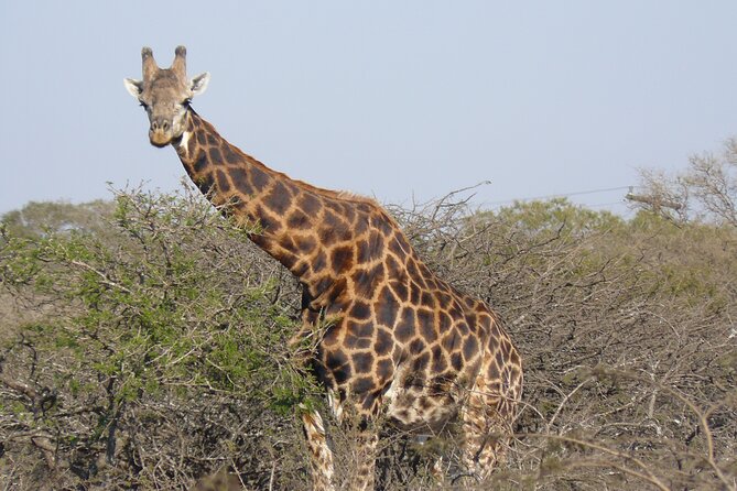 Mini Safari and Zulu Cultural Experience - Day Tour - Guided Commentary