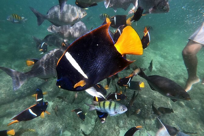 Mismaloya Snorkeling Tour 1Hr Private - Customer Experiences
