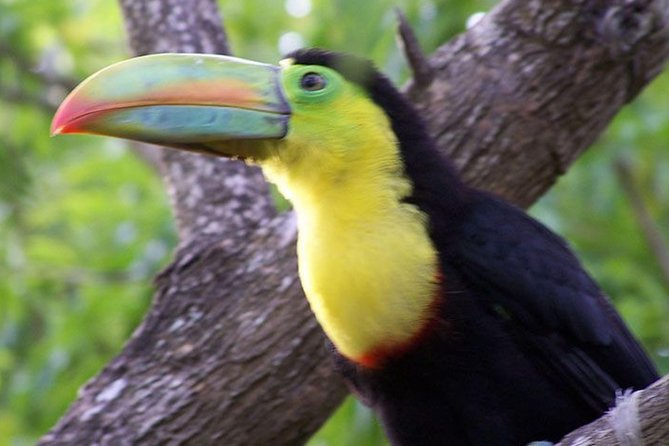 Mistico Arenal Hanging Bridges - Visitor Reviews and Ratings