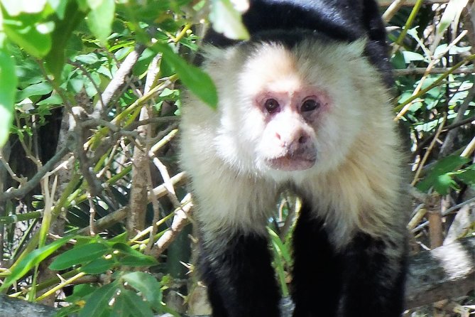 Mistico Park Hanging Bridges & La Fortuna Waterfall | Best Tours for Families - Booking and Cancellation Policy