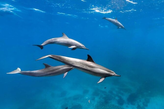 Mnemba Snorkeling, Kuza Cave, Blue Lagoon, Starfish Tour, The Rock Restaurant - Accessibility and Accommodations