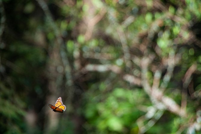 Monarch Butterfly Tour (Departing From Morelia) - Traveler Reviews and Recommendations