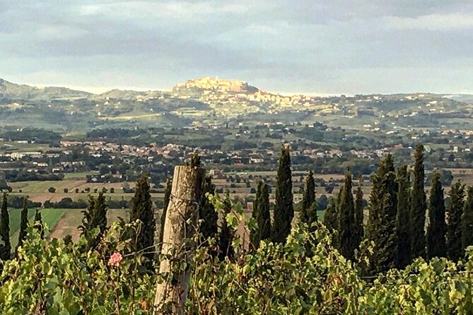 Montepulciano: Wine Tour and Tasting - Vineyards and Grape Varieties