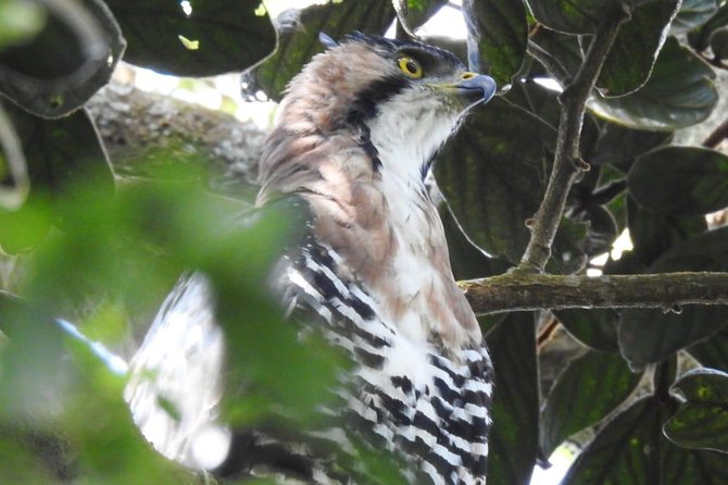 Monteverde Birdwatching Guided Tour - Spotting Wildlife in Monteverde