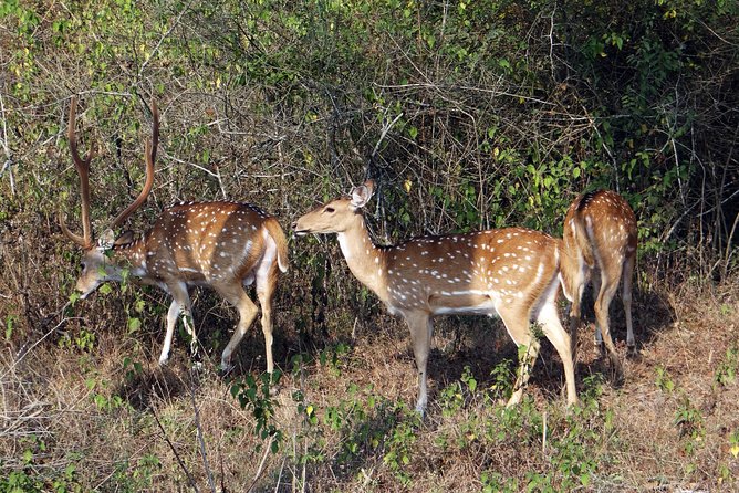 Mudumalai Wildlife Heaven From Bangalore - Transportation and Accessibility