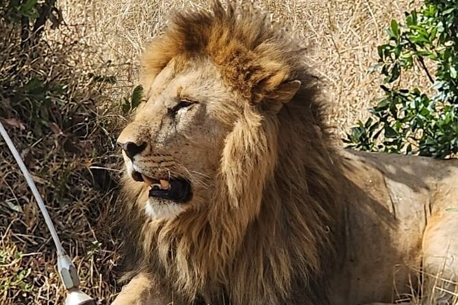 Nairobi National Park and Giraffe Centre Guided Safari Tour - Inclusions and Exclusions