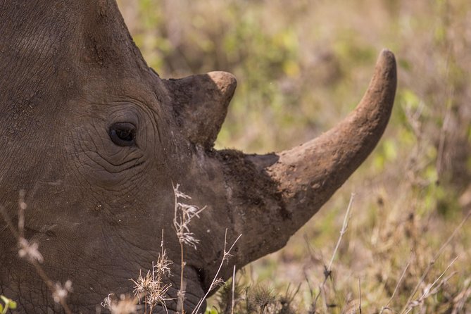 Nairobi National Park Day Tour - Important Logistics to Know