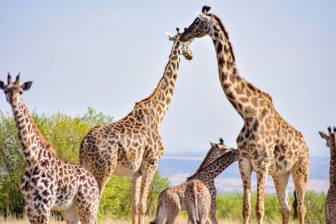Nairobi National Park Early Morning or Afternoon Game Drive - Booking and Cancellation Details