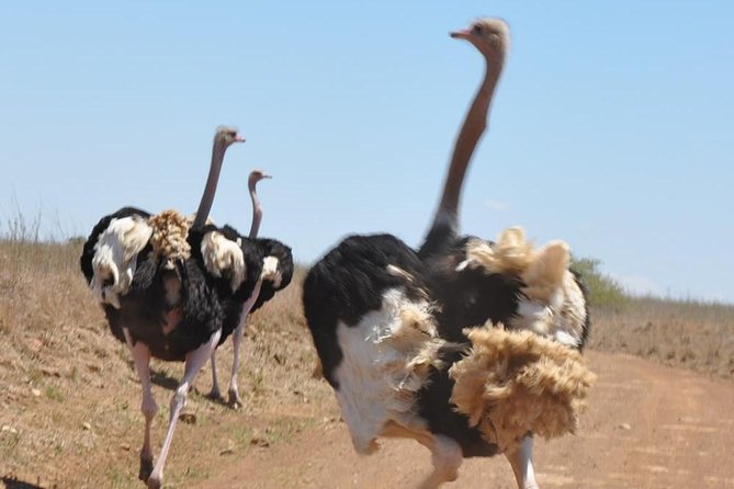 Nairobi National Park, Giraffe Center and Museum Day Tour - Accessibility and Dress Code
