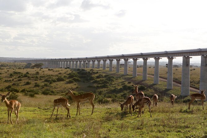 Nairobi National Park Group Shared Tour - Accessibility Features