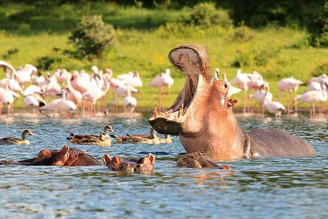 Nairobi National Park Group Tour - Traveler Reviews and Feedback
