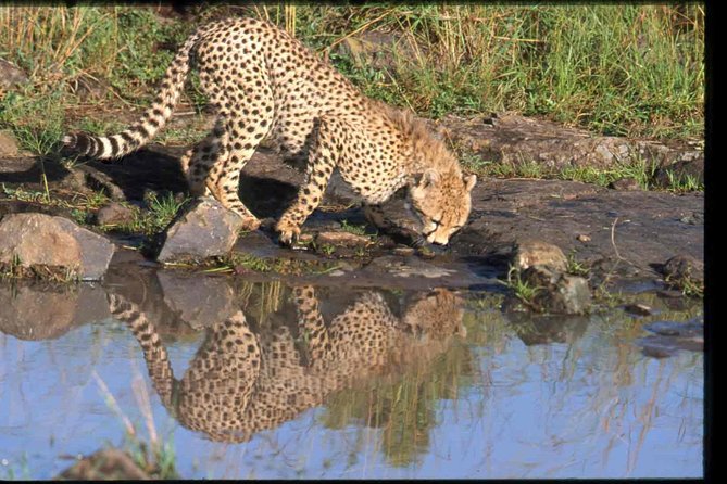 Nairobi National Park Safari - Tips for Your Visit
