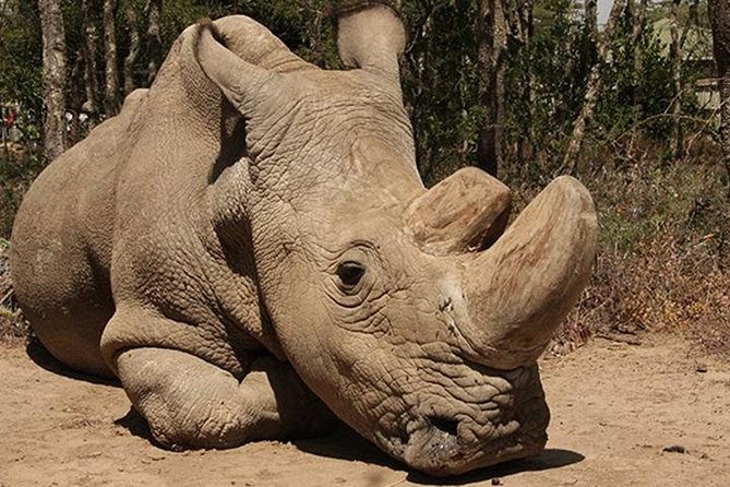 Nairobi National Park Tour - Inclusion and Exclusions
