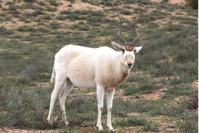 National Park Privat Safari Tour From Agadir and Taghazout - Wildlife and Scenery
