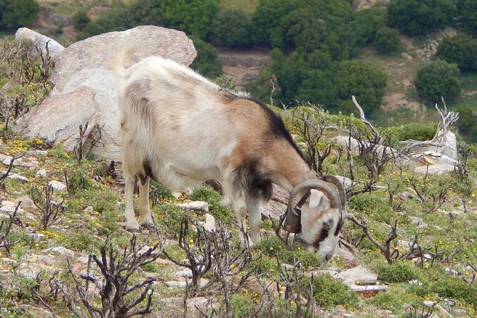 Naxos: Hike to the Top of the Cyclades - Mount Zas - Tour Experience Highlights