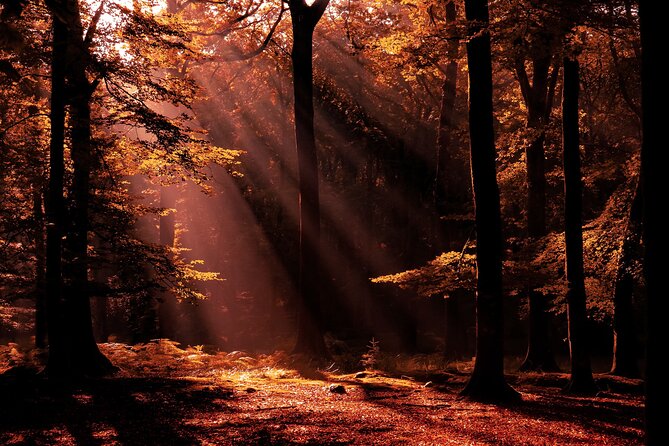 New Forest Tour App, Hidden Gems Game and Big Britain Quiz (7 Day Pass) UK - User Reviews and Ratings