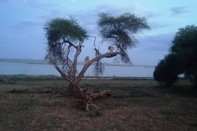Ngorongoro, Manyara and Tarangire Tour - Customer Reviews
