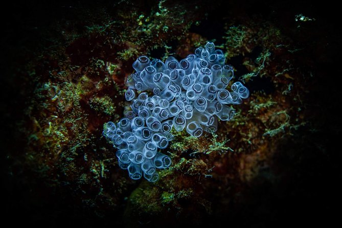 Night Shore Diving Mangel Halto Aruba for Certified Divers - Guided by PADI Instructor