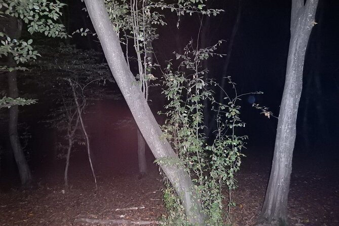 Night Tour in Hoia Baciu Forest - Flexible Scheduling and Cancellation Policy