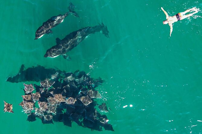 Ocean Safari in La Ventana: Mobula Rays, Dolphins, Orcas & Whales - Reviews and Feedback