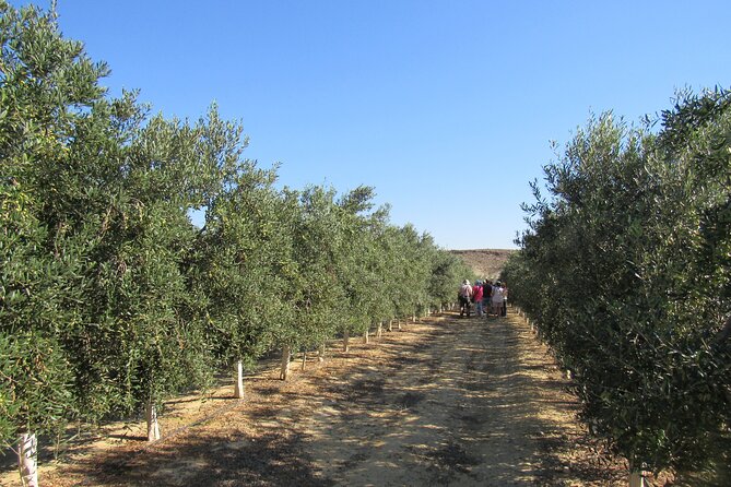 Oil Tourism in Pulpí Discover the World of EVOO - Booking and Cancellation Policy
