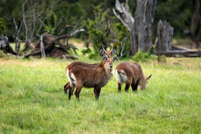 Ol Pejeta Conservancy Day Tour From Nairobi - Dining at Sweetwaters