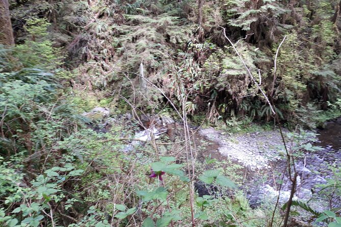 Olympic Peninsula and Forest Tour - Taking in Stunning Natural Landscapes