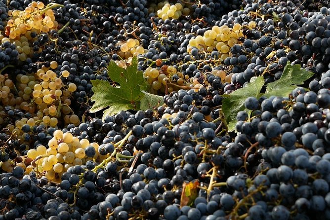 Organic Winery Tour With Full Lunch From Assisi - Wine Tasting Experience