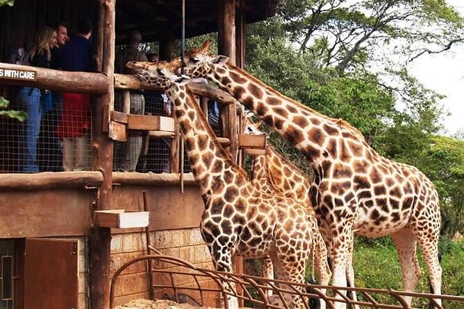 Out of Africa Tour: Giraffe Centre and Karen Blixen Museum From Nairobi - Meeting and Pickup Details