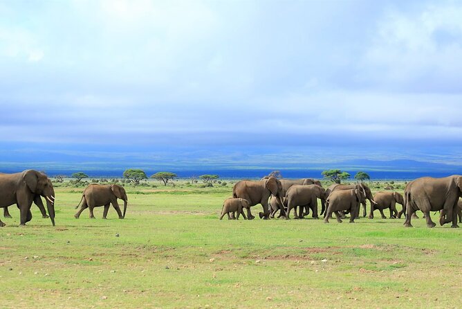 Overnight Tour in Amboseli National Park From Nairobi - Reviews and Ratings