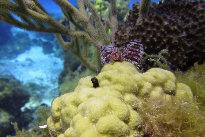 PADI Discover Scuba Diving Program in the Riviera Maya - Traveler Feedback and Experiences