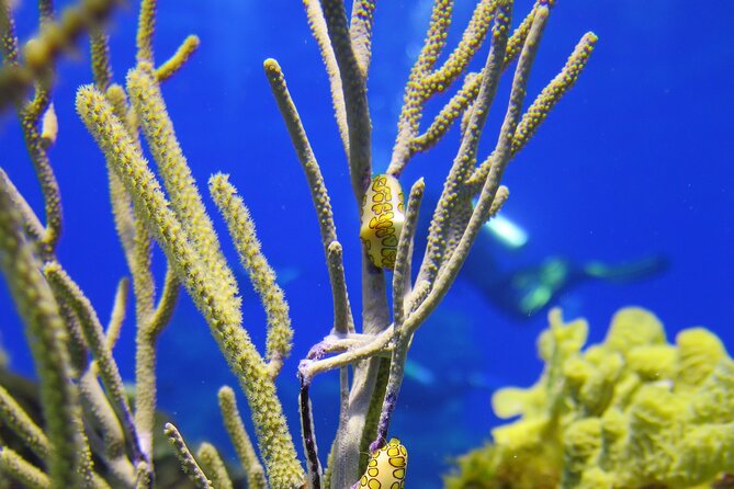 PADI Discover Scuba Diving Tour in Cozumel - Activity and Location