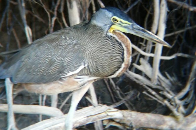 Palo Verde National Park Boat and Wildlife Tour One Day Tour - Guides Expertise