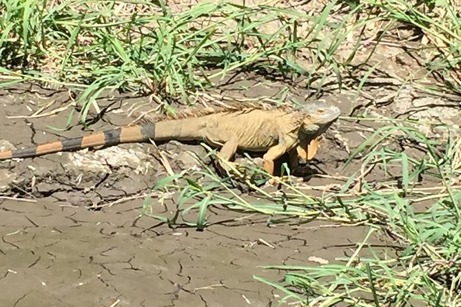 Palo Verde National Park Safari & Ceramic Pottery Cultural Demo - Frequently Asked Questions