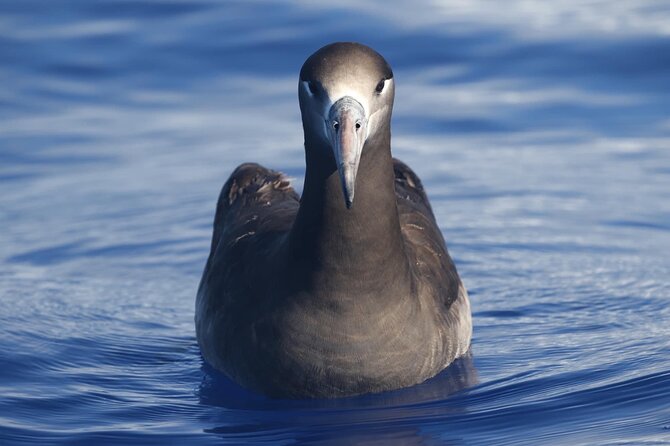 Pelagic Wildlife Excursion - Tour Inclusions and Amenities