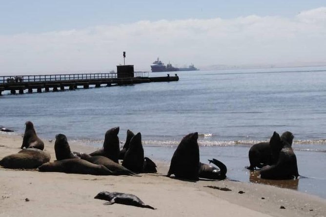Pelican Point Seal Colony 4x4 Tour - Tour Itinerary and Highlights