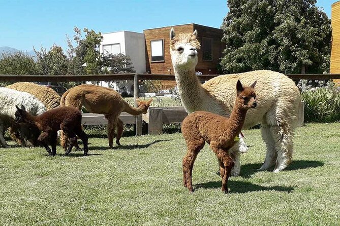 Penguins Island Horse Riding & Picnic From Valparaiso - Private Transportation