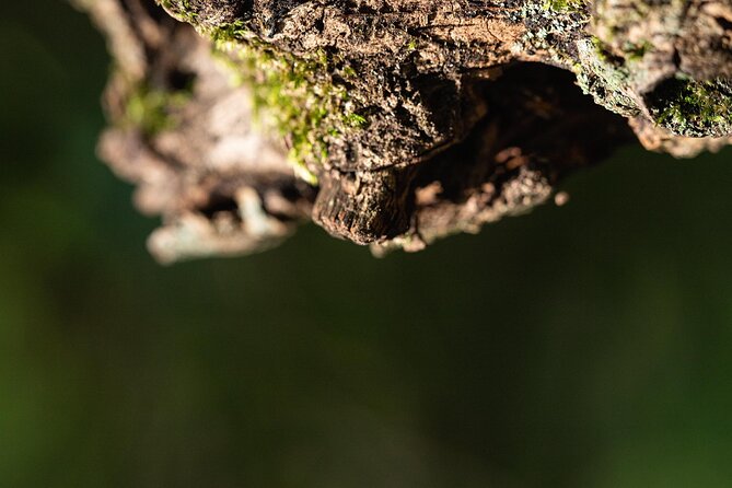 Photo Tour of Macro-Photography - Lake Garda - Accessibility and Transportation