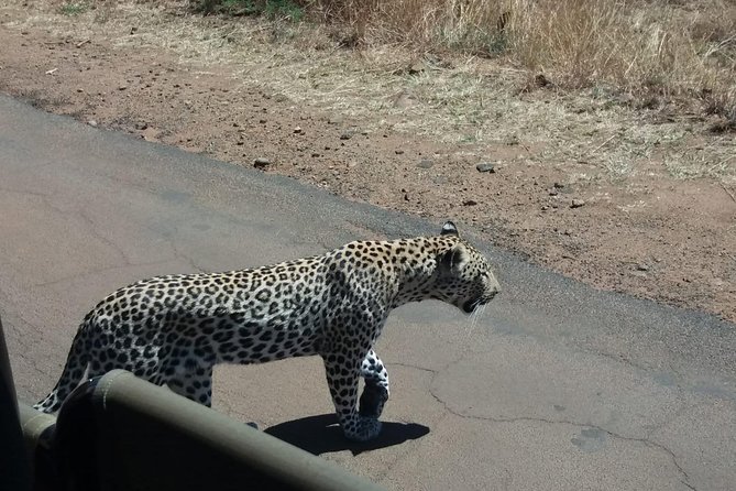Pilanesberg Game Reserve Guided Day Tour From Johannesburg or Pretoria - Meeting and Pickup
