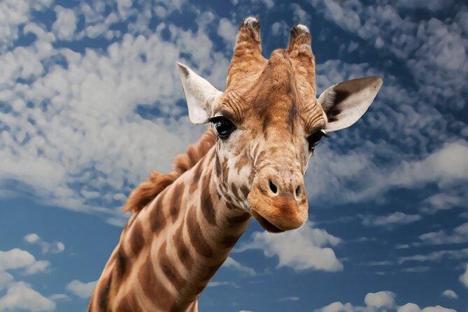 Pilanesberg National Park Safari in Open Vehicle From Johannesburg - Customer Feedback