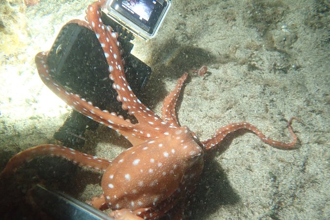 Porto Santo Night Snorkeling Tour - Booking Information