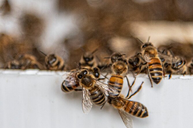 Private 2-Hour Beekeeping Classroom Tour in Honokaa - Group Size