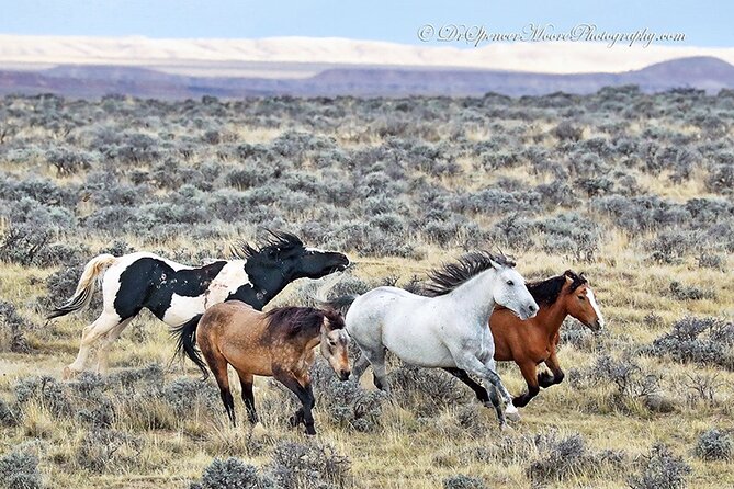 Private 4 Hour Red Canyon Wild Mustang Air Conditioned Van Tours - Pricing and Reservation Details