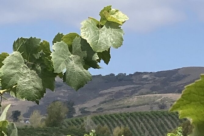 Private 6 Hour Wine Tour of the Santa Ynez Valley - Customer Experiences