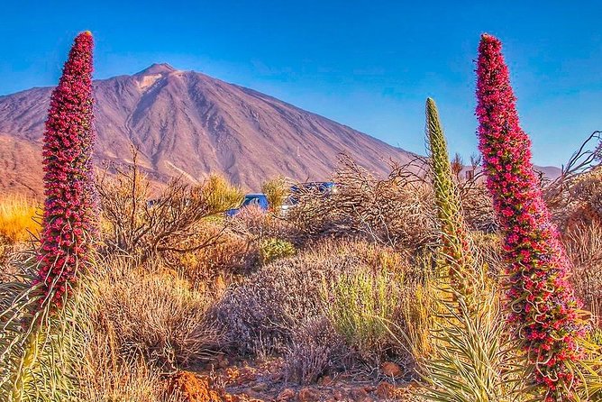 Private 8-Hour Shore Excursion to El Teide + Cable Car With Guide and Driver - Exploring El Teide