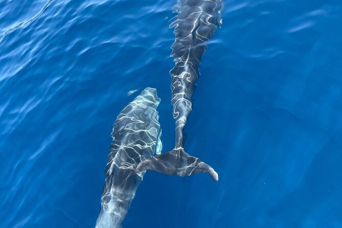 Private Blue Cave Tour-Half Day With a Speedboat - Customer Support