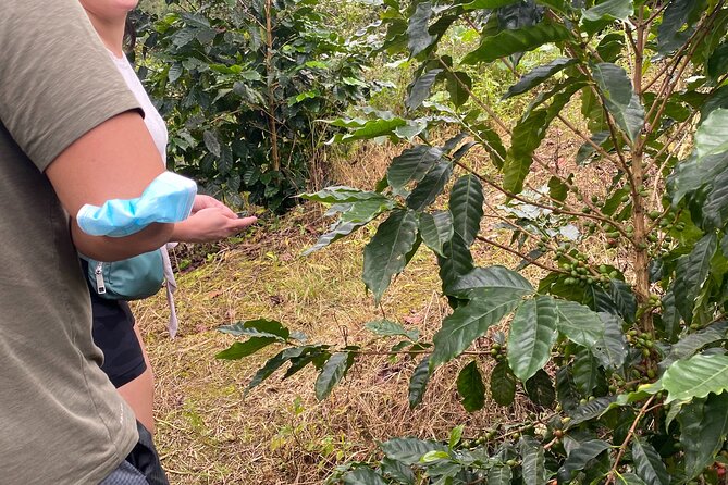 Private Blue Mountain Tour From Ocho Rios - Cancellation and Booking Policy